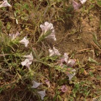Parasopubia delphiniifolia (L.) H.-P.Hofm. & Eb.Fisch.